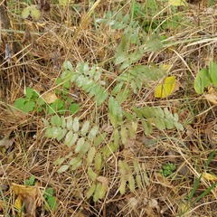 Vicia cassubica
