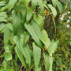 Dioscorea japonica
