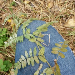 Vicia cassubica