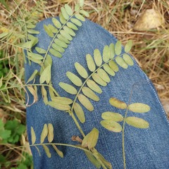 Vicia cassubica