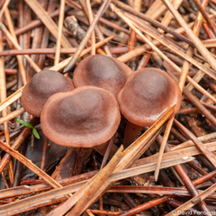 Gymnopus brassicolens