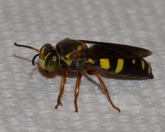 Bicyrtes insidiatrix