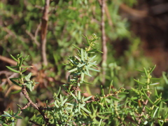 Juniperus navicularis