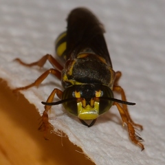 Bicyrtes insidiatrix