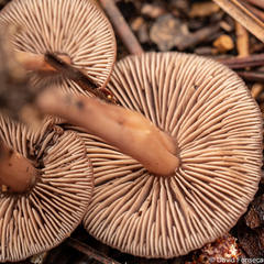 Gymnopus brassicolens