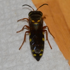 Bicyrtes insidiatrix