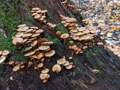 Pholiota prolixa