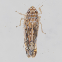 Scaphoideus