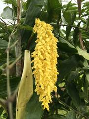 Desmoncus orthacanthos