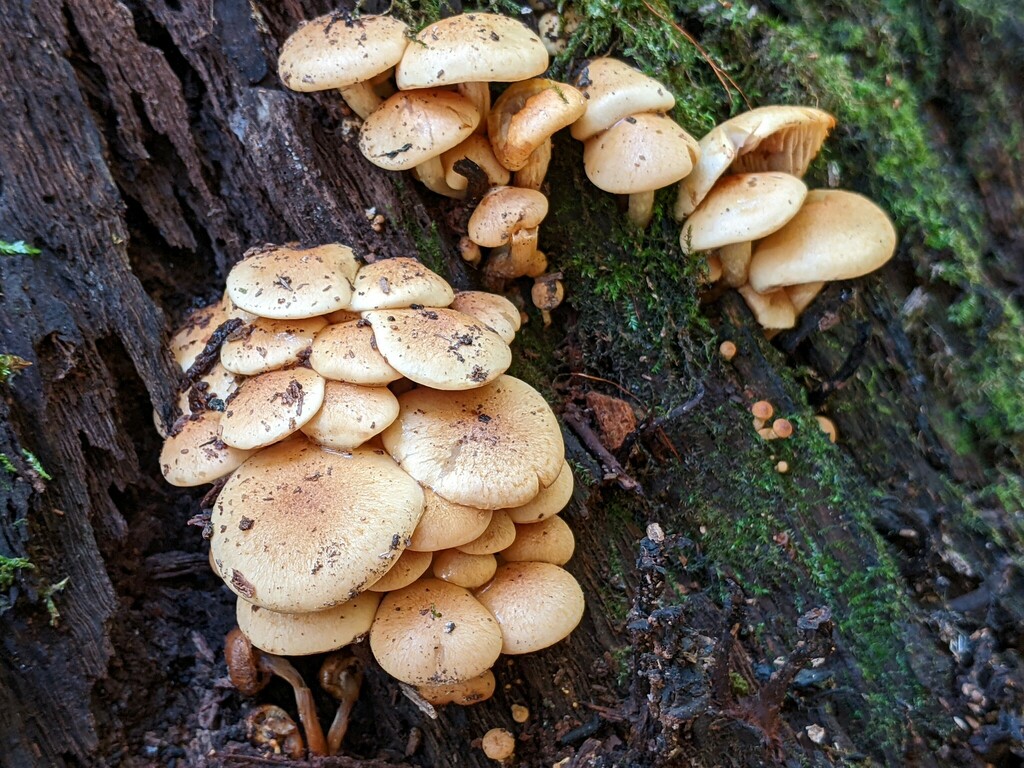 Pholiota prolixa