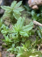 Atrichum crispum