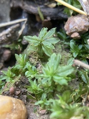 Atrichum crispum