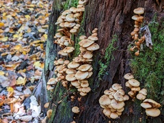 Pholiota prolixa