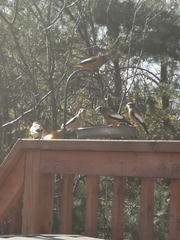 Coccothraustes vespertinus