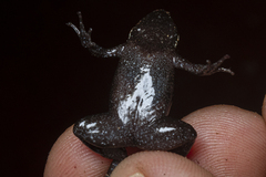 Arcovomer passarellii