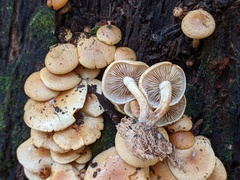 Pholiota prolixa