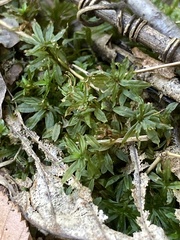 Atrichum crispum
