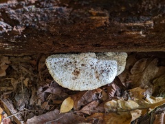 Amaropostia stiptica