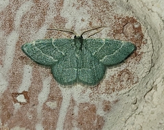 Chlorochlamys phyllinaria