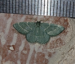 Chlorochlamys phyllinaria