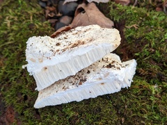 Amaropostia stiptica