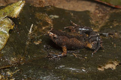 Arcovomer passarellii