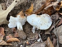 Tricholoma columbetta