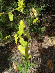 Zanthoxylum hirsutum