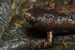 Arcovomer passarellii