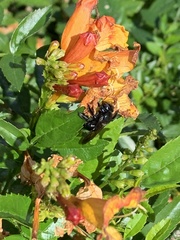 Xylocopa