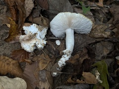 Tricholoma columbetta
