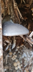 Pleurotus ostreatus