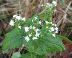 Ageratina