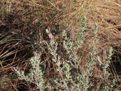 Lavandula stoechas