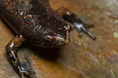 Arcovomer passarellii