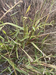 Urochloa