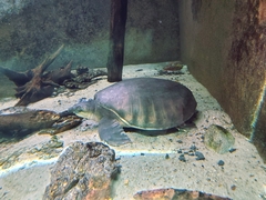 Carettochelys insculpta