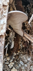 Pleurotus ostreatus