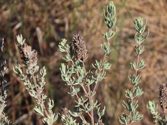 Lavandula stoechas