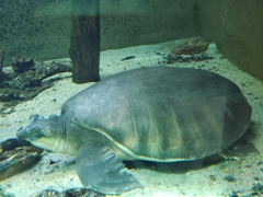 Carettochelys insculpta