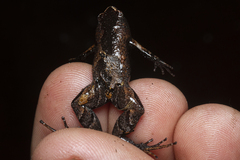 Arcovomer passarellii