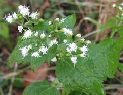 Ageratina