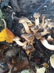 Armillaria novae-zelandiae