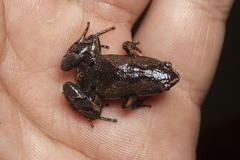 Arcovomer passarellii