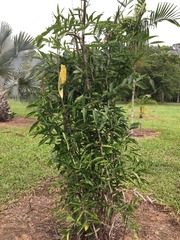 Desmoncus orthacanthos