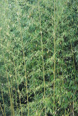 Phyllostachys