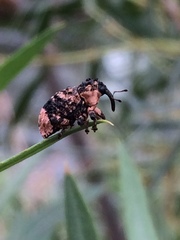 Cryptorhynchus lapathi