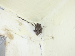 Aegomorphus jaspideus