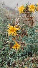 Scolymus hispanicus