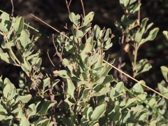 Cistus halimifolius